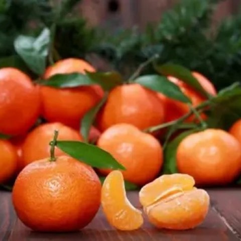 خرید و قیمت نارنگی محلی جهرم + فروش صادراتی